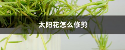 太阳花怎么修剪，太阳花修剪以后还能开花吗