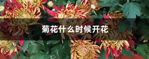 菊花什么时候开花