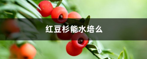 红豆杉能水培么