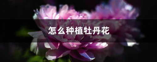 怎么种植牡丹花