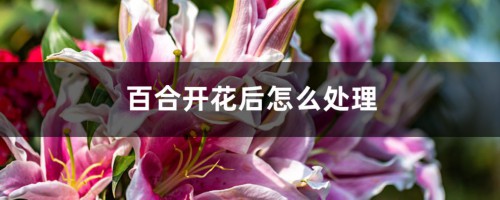 百合开花后怎么处理