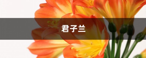 绿萝君子兰···从烂根到爆盆，就差这2步！