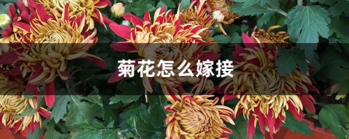 菊花怎么嫁接