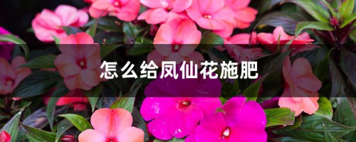 怎么给凤仙花施肥